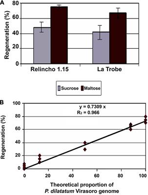 Development of Protocols for Regeneration and Transformation of Apomitic and Sexual Forms of Dallisgrass (Paspalum dilatatum Poir.)